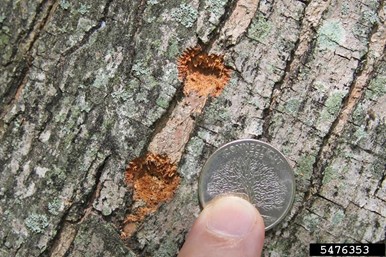 Egg laying site: shallow indentations 