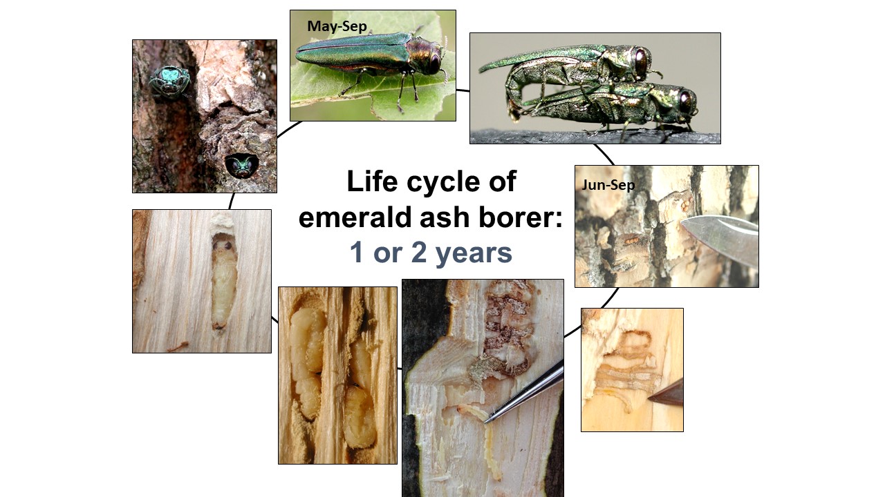 EAB Life Cycle