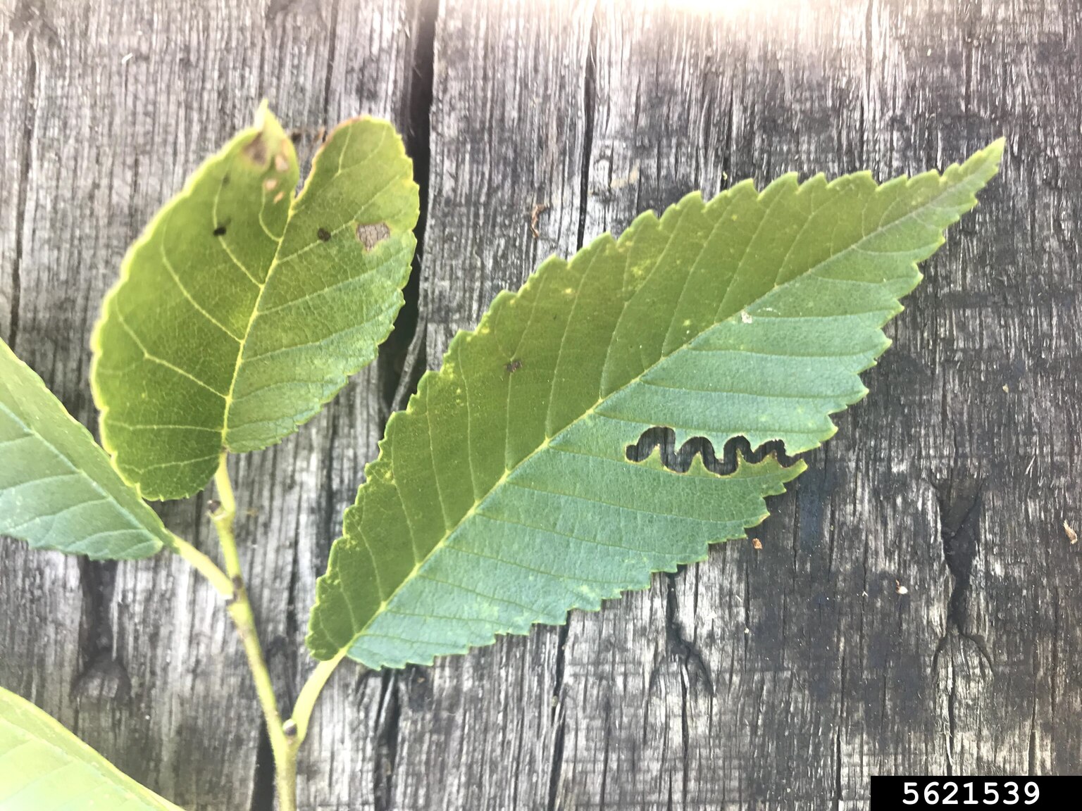 Elm zigzag sawfly feeding pattern on leaf