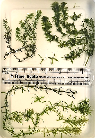 Plant comparison