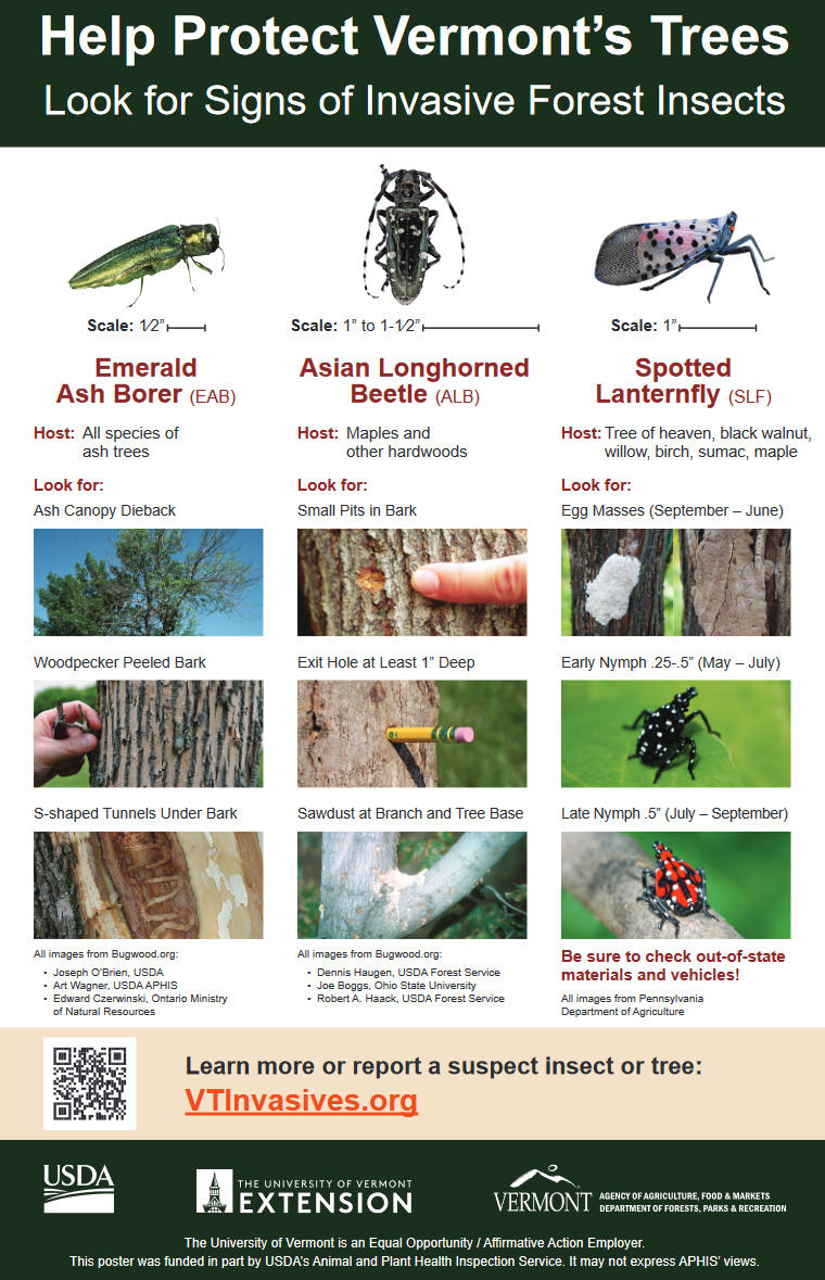 help protect vt trees poster with emerald ash borer, asian longhorned beetle and spotted lanternfly information