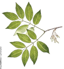 ash leaves