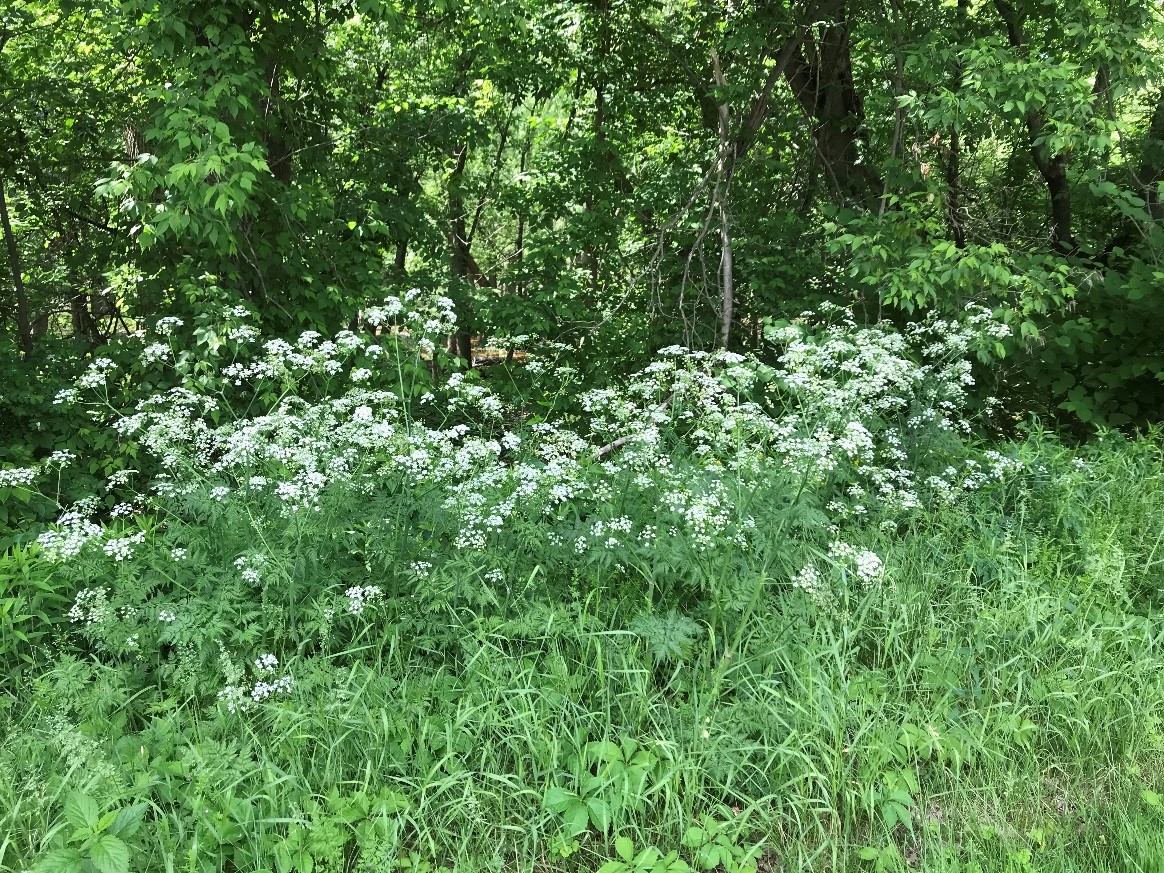 Roadside infestation of Wild Chervil. 