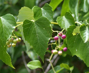 heartleaf peppervine