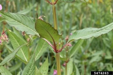 Impatiens foilage