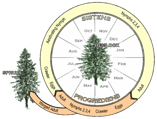 Life cycle of the HWA