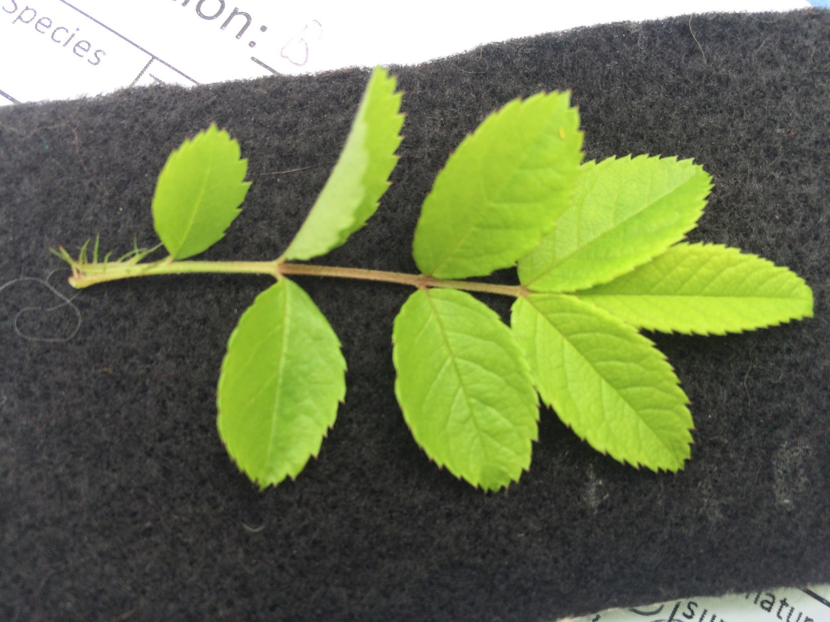 Leaves are arranged alternately, are pinnately compound, and have serrated edges. Here you can see the fringed stipule. 