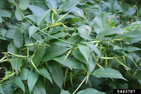 Pale swallowwort intertwined on itself with seed pods present