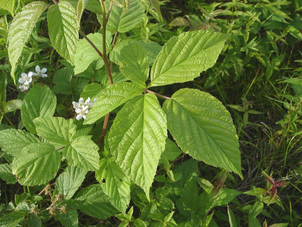 Common blackberry (Rubus allegheniensis). Note the pale green stem and smaller flower sepals. Credit: Donald Cameron