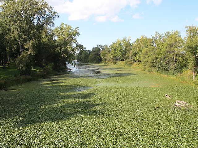 Stream invaded by water chestnut