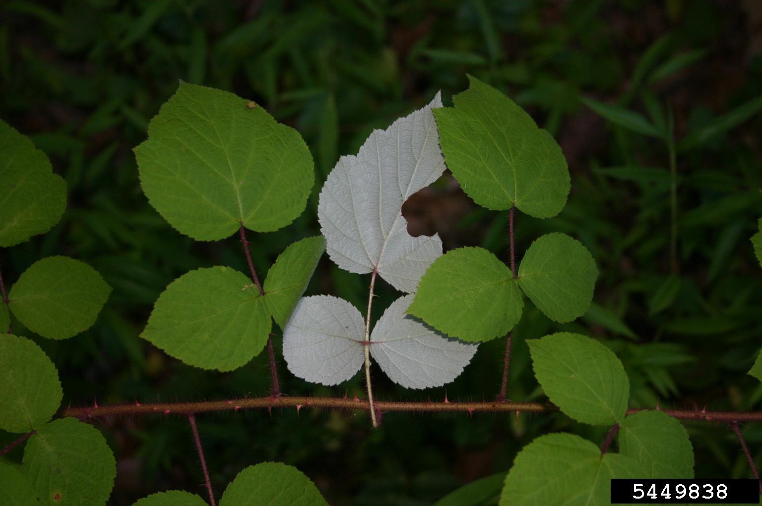 Alternate, divided into three leaflets, broadly ovate with pointed tips, serrated margins, undersides silvery white with dense hairs.