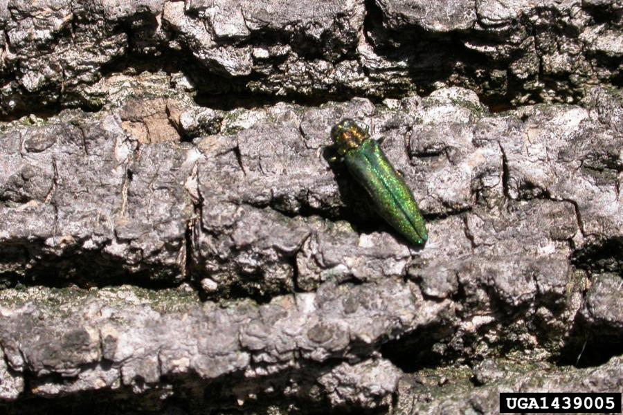 Adult emerald ash borer