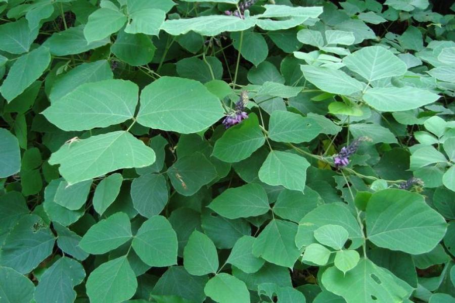 Kudzu; photo credit: Annemarie Smith