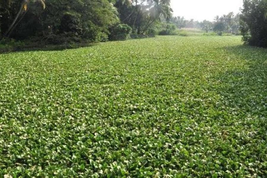 Water Hyacinth; photo credit: nyis.org