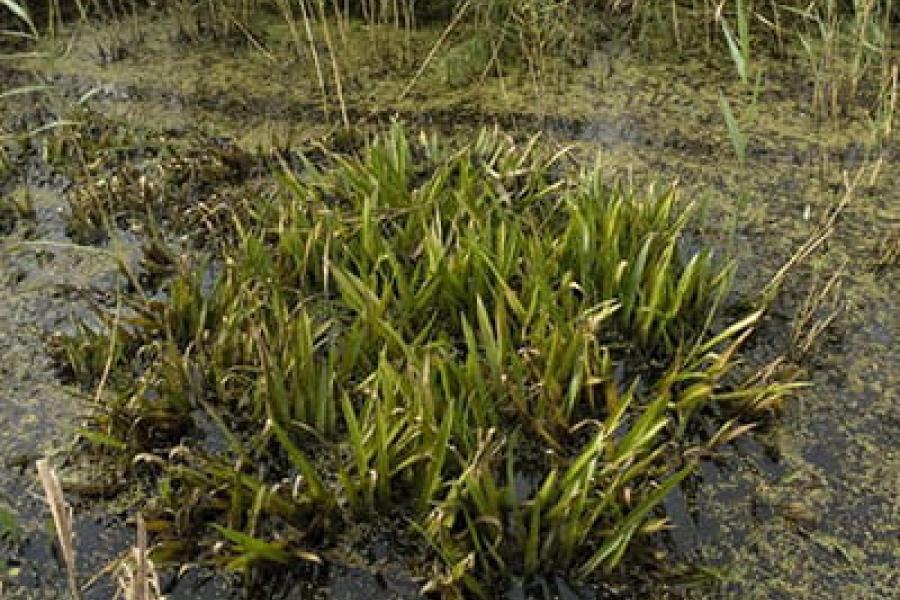 Water Soldier; photo credit: Saxifraga - Jan van der Straaten