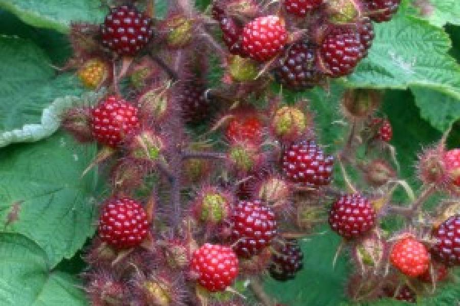 Wineberry; photo credit: Rasbak