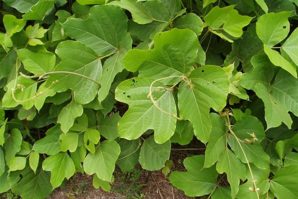 Kuzdu: leaves are alternate, compound, have three leaflets