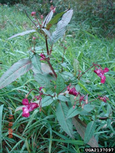 Himalayan balsam: stems are slightly purple; plant can grow 3-10 feet tall.