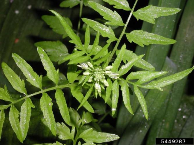 Narrow-leaved bitter-cress: basal rosette of leaves are pinnately divided. The leaves have a pair of fleshy blunt projections ('ears') turned downward at their base, which is an important diagnostic characteristic.