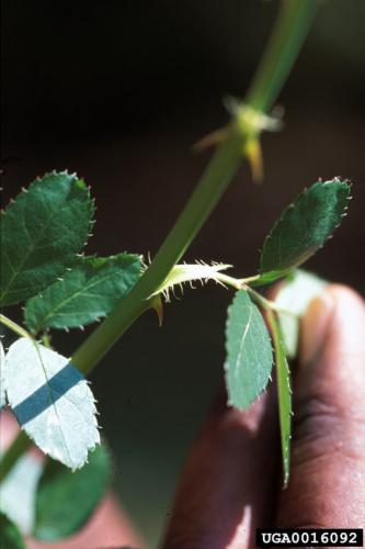 Multiflora rose: bristled margins on petiole base that characterizes species.