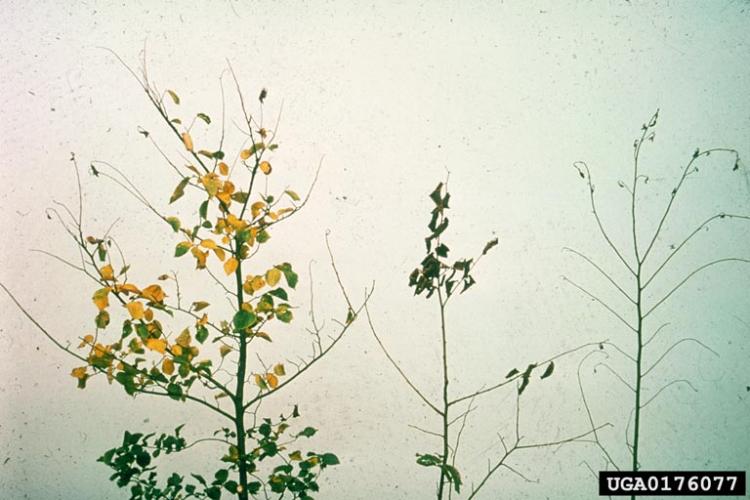 Dutch elm disease: yellowing and wilting of leaves (flagging).