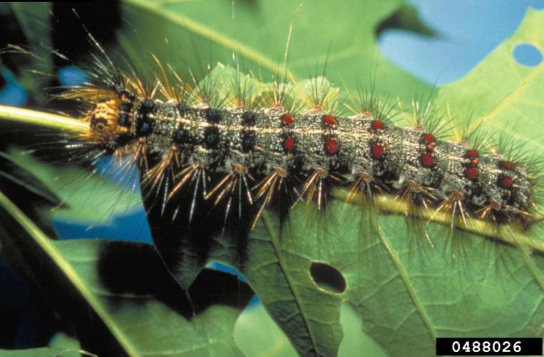 Spongy Moth: caterpillar