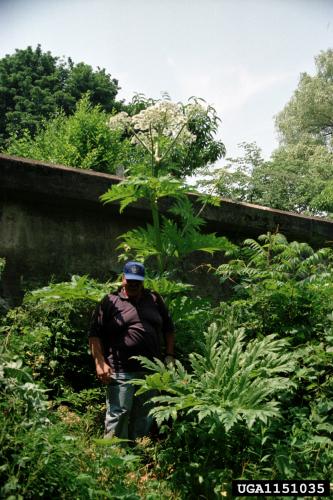 Giant hogweed: can reach 15-20 feet tall. Hollow stems are 2-4 inches in diameter with dark reddish-purple spots and bristles.