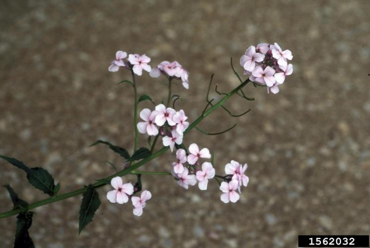 Dame's rocket: showy, fragrant flowers vary in color from white to purple or pink. 