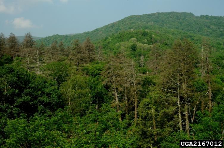 Hemlock woolly adelgid: needles yellow and fall out, leading to crown thinning and tree mortality.