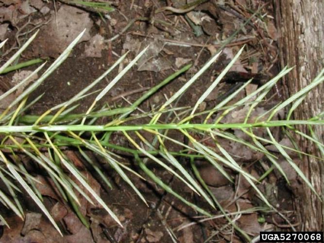 Narrow-leaved bitter-cress: fruit is a slender, upward-growing, string bean-like silique.