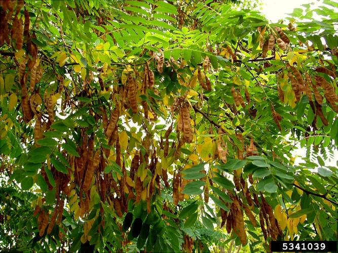 Black locust: seed, bean-like pod.