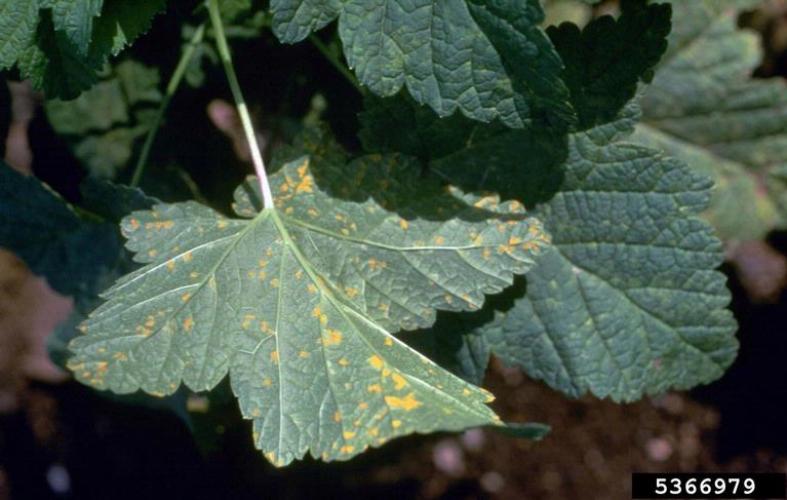 White pine blister rust: current leaf showing signs of white pine blister rust. 