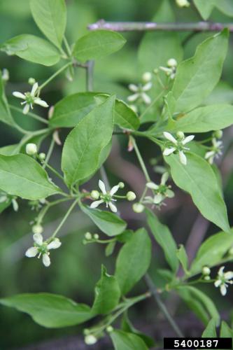 European spindle-tree: opposite, simple, elliptical, 2 1/2 to 4 inches long, finely serrated, long pointed, green above, paler and may be pubescent below.