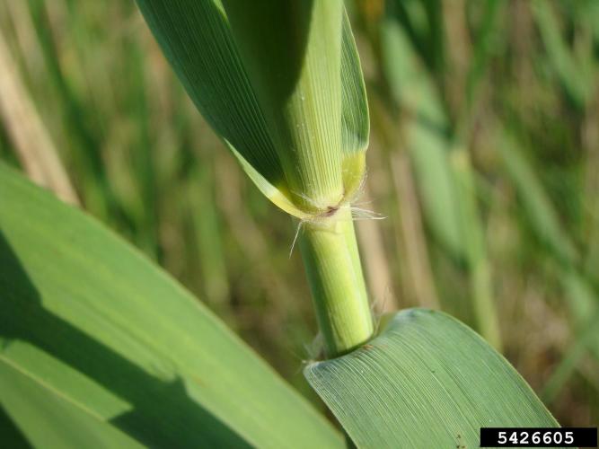 Common reed: stem and sheath.