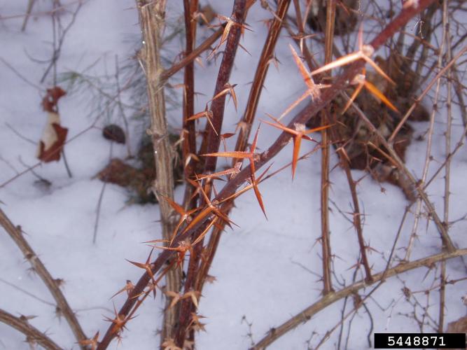 Common barberry: spines are three-pronged.