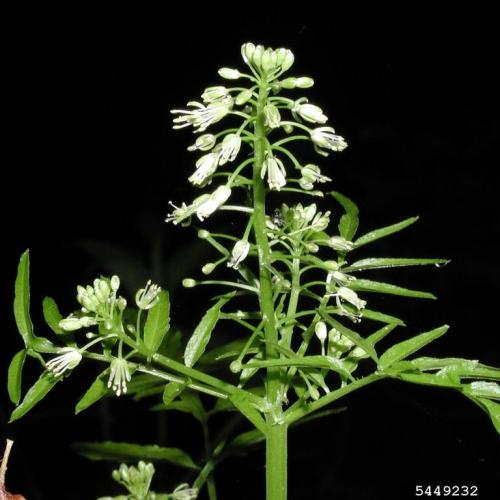 Narrow-leaved bitter-cress: white flowers are small, being up to 0.1 in