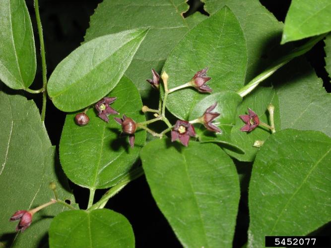 Black swallowwort: small, dark, star-shaped flowers.