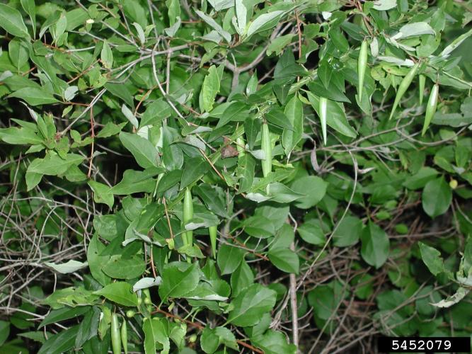 Black swallowwort: fruit are pods, similar to milkweed pods, which are slender, 2-3 in. long and split to reveal small seeds with tufts of white hairs.