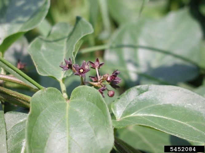 Black swallowwort: small, dark, star-shaped flowers.