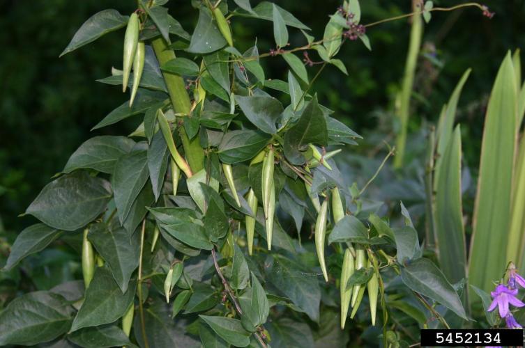 Black swallowwort: fruit are pods, similar to milkweed pods, which are slender, 2-3 in. long and split to reveal small seeds with tufts of white hairs.