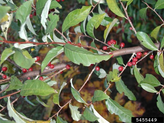 Autumn olive: leaves and fruit.