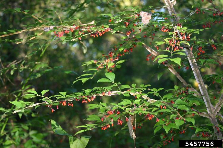 Burning bush: fruit, reddish capsules that split to reveal orange fleshy seeds.