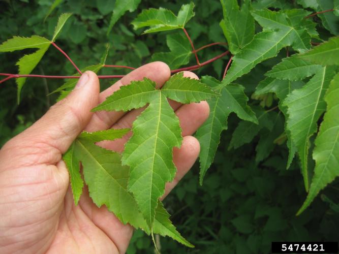 Amur maple: leaf has three lobes, the center lobe is much more prominent than the other two lobes.