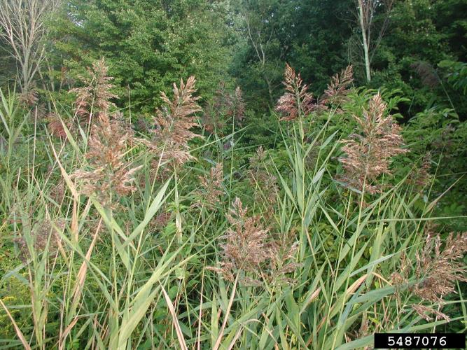 Common reed: flower heads are dense, fluffy, gray or purple in color.