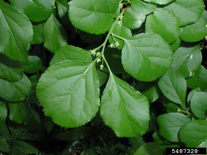 Asiatic bittersweet: small, inconspicuous, axillary, greenish-white flowers bloom from May to early June.