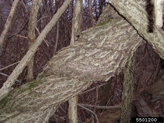 Asiatic bittersweet: woody vine that climbs saplings and trees and can grow over 60 feet in length.