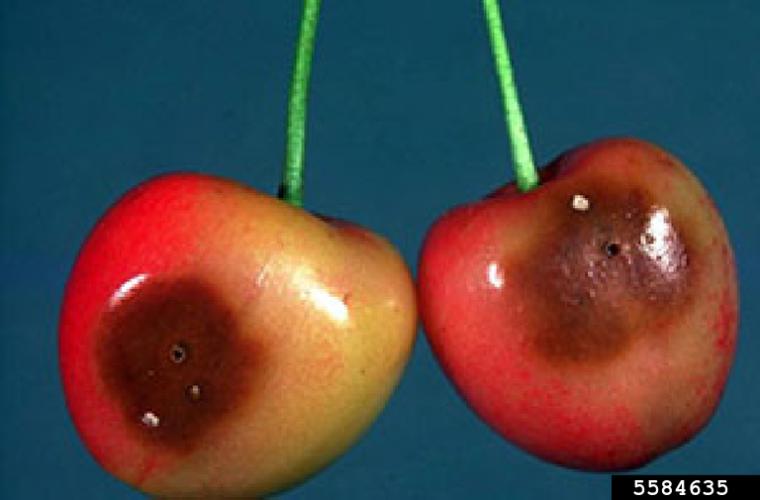 European Cherry Fruit Fly: damage