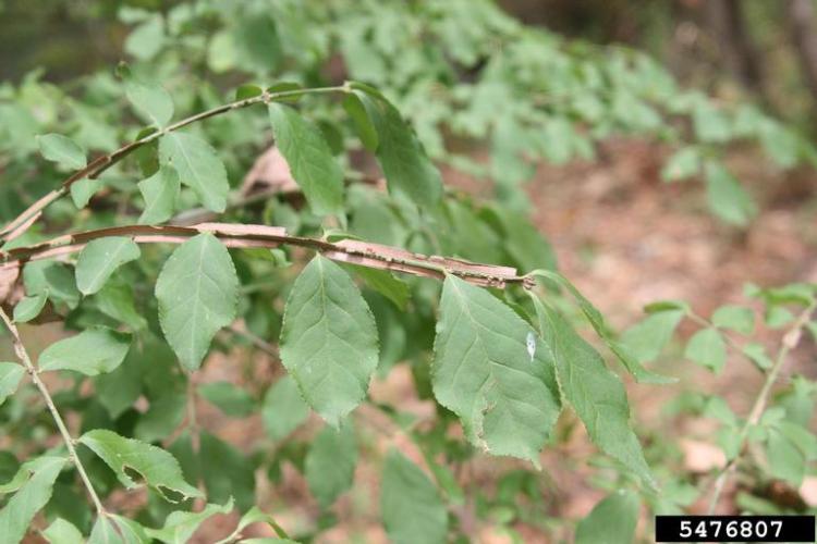 Burning bush: corky "winged" bark.