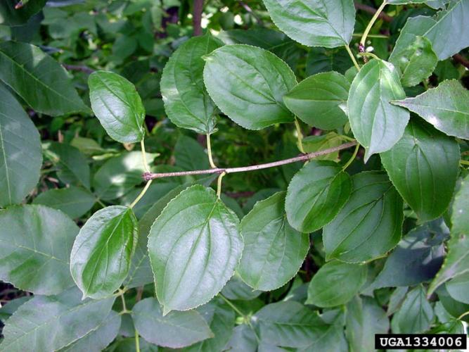 Common buckthorn: leaves are arranged sub-oppositely (almost alternate or opposite in some cases), oval, with toothed margins, and veins run parallel towards the tip.