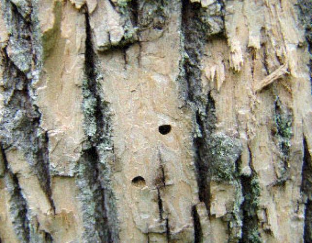 Emerald ash borer: D-shaped exit holes.